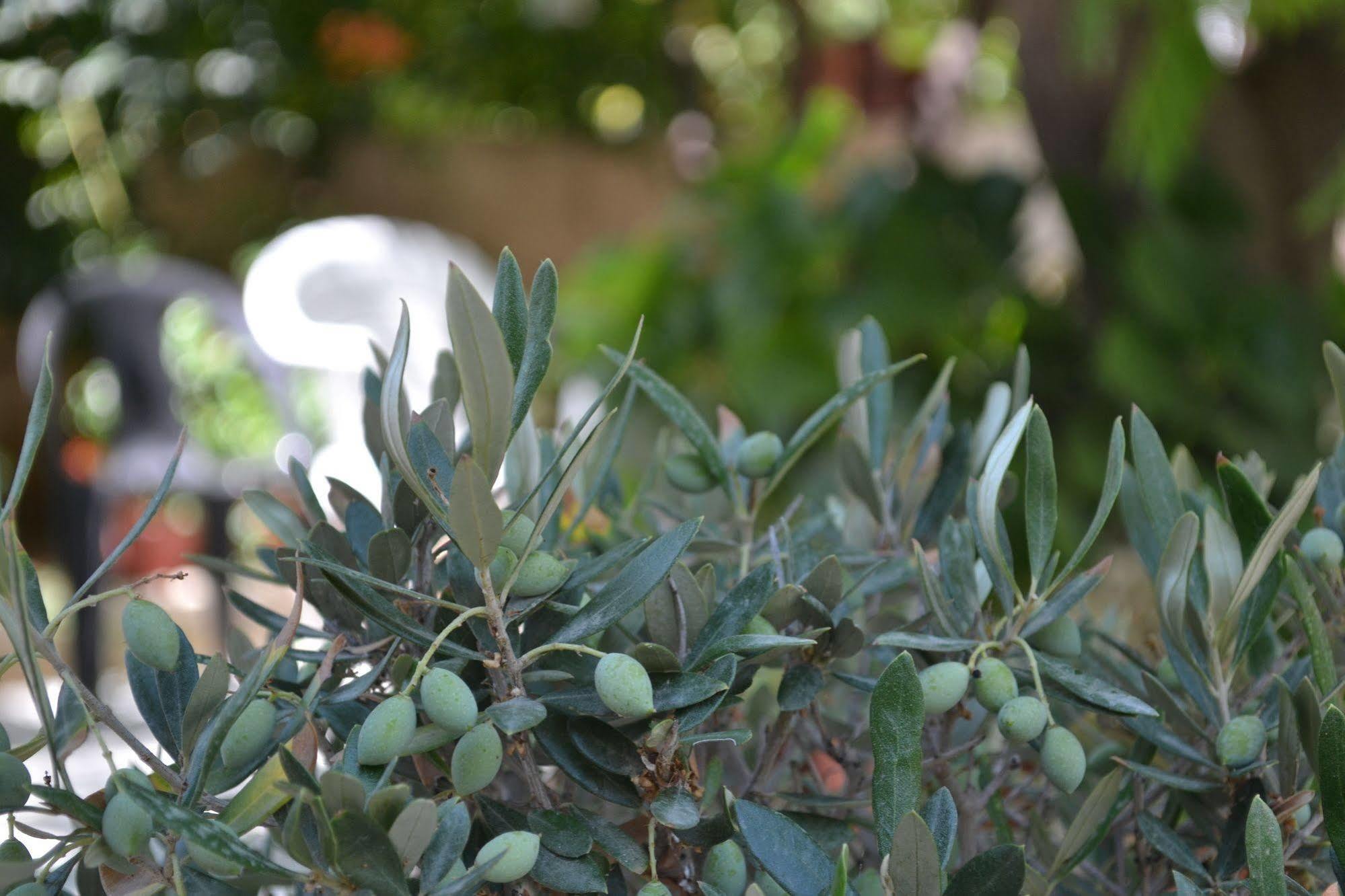Veggie Garden Athens B&B Esterno foto