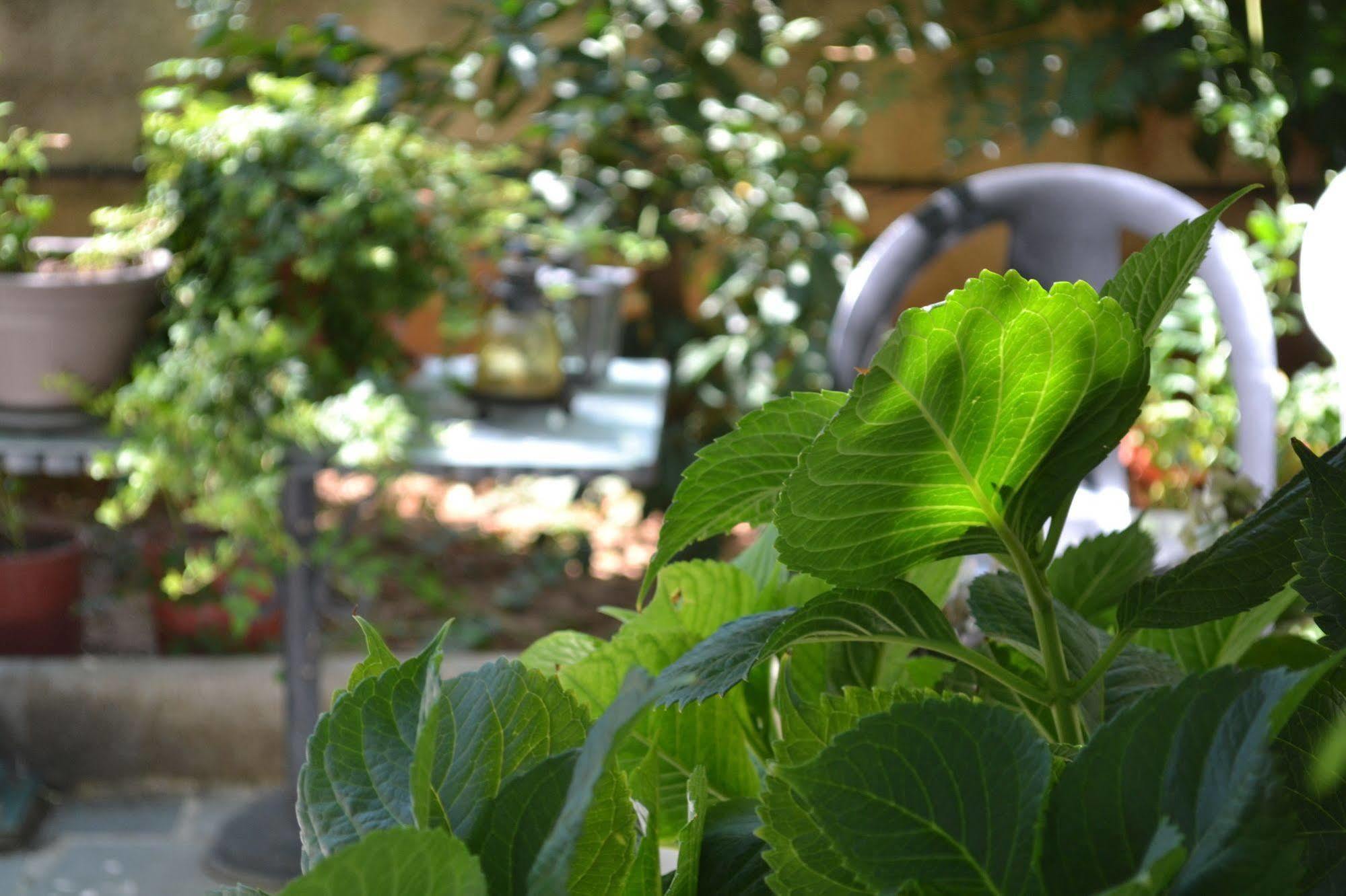 Veggie Garden Athens B&B Esterno foto